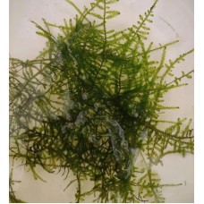 Яванський мох (Taxiphyllum barbieri)